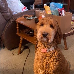 Meet your Posher, Kenny